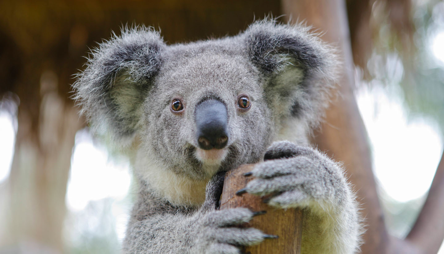 Australia - Koala in a tree