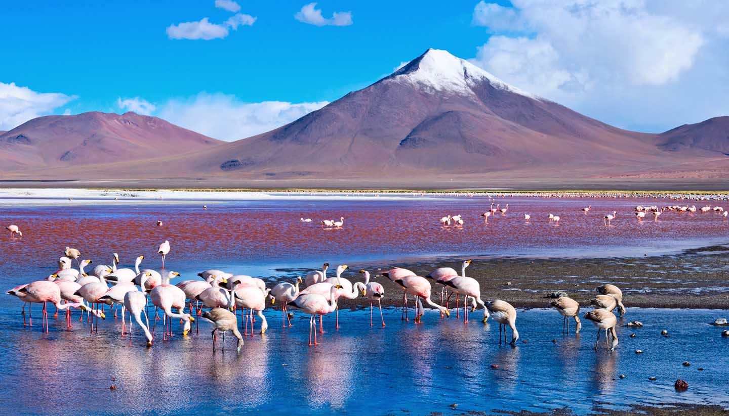 Bolivia - Laguna Colorada, Bolivia