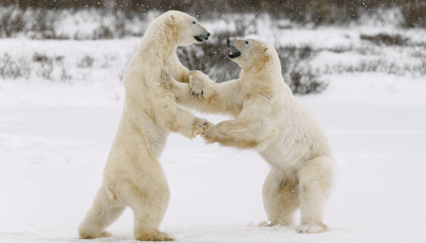 Nunavut - Polar Bears fighting, Canada