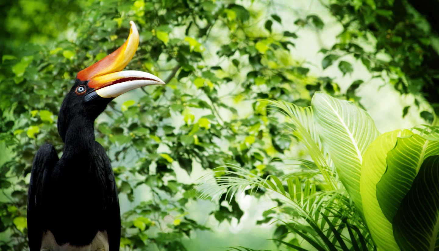 Malaysia - Hornbill, Malaysia