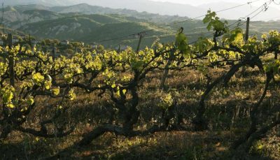 Bulgaria-Winery